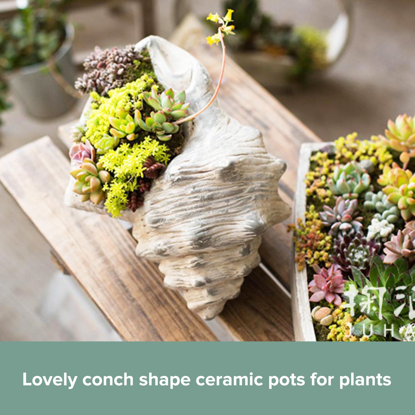 Ceramic Conch Shell Flower Pot | Seashell Planter Plants Décor