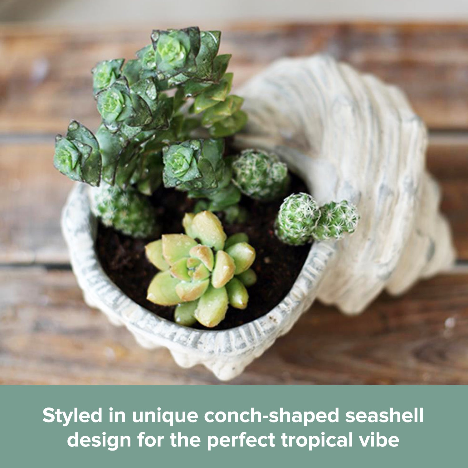 Seashell Succulent Planter Pot, Bowl & Vase, Handmade Conch Detailed W –  Gute Decor