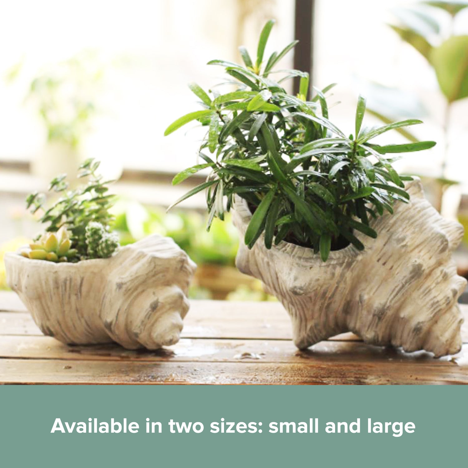 Load image into Gallery viewer, Ceramic Conch Shell Flower Pot | Seashell Planter Plants Décor