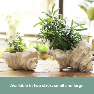 Ceramic Conch Shell Flower Pot  Seashell Planter Plants Décor