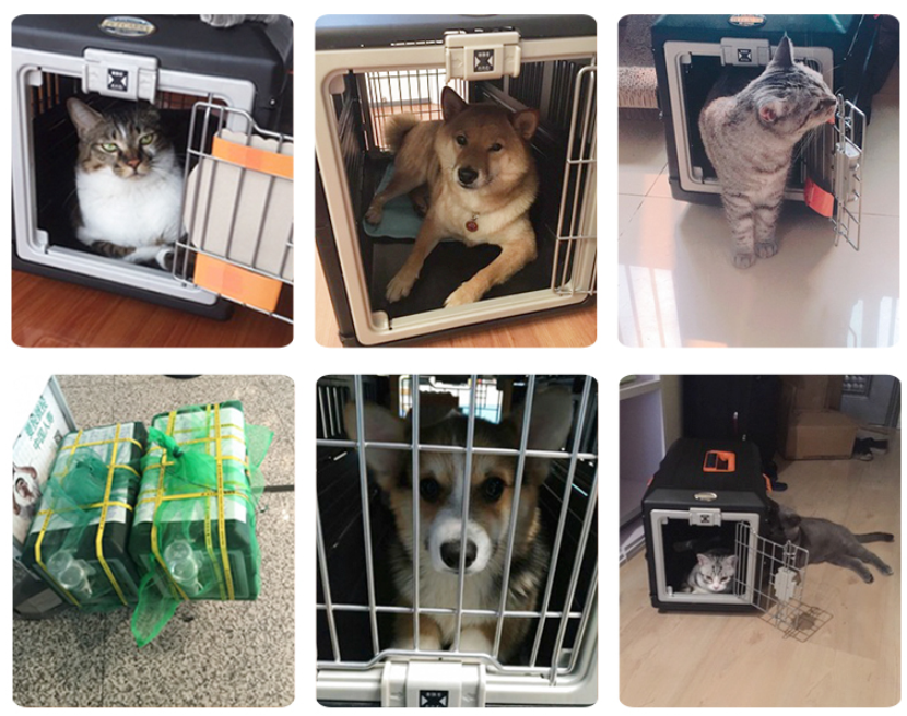 https://primo-supplies.com/cdn/shop/products/TRANSPORTPETCARRIER@2x.png?v=1648165129